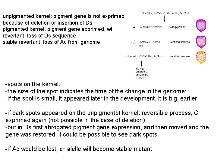 unpigmented kernel: pigment gene is not exprimed because of deletion or insertion of Ds