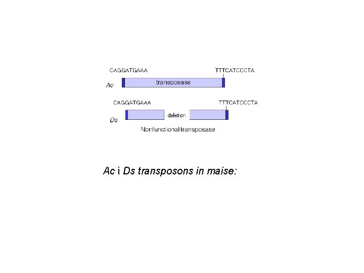 Ac i Ds transposons in maise: 