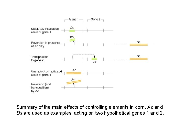 Summary of the main effects of controlling elements in corn. Ac and Ds are
