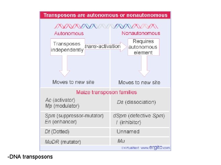 -DNA transposons 
