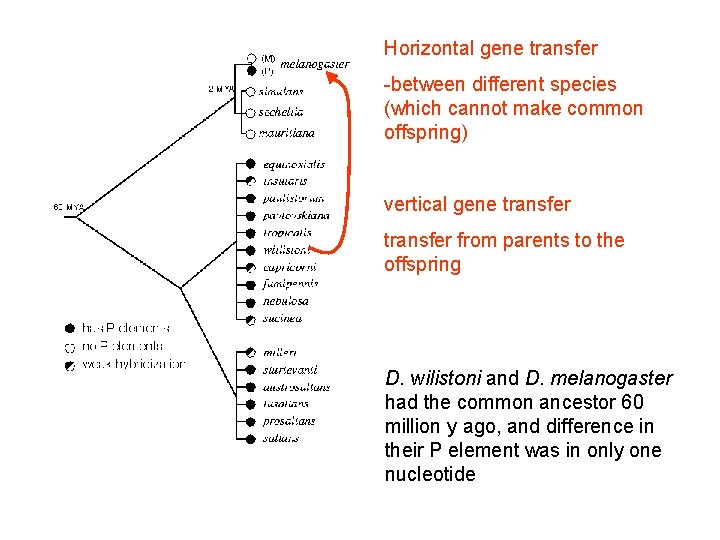 Horizontal gene transfer -between different species (which cannot make common offspring) vertical gene transfer