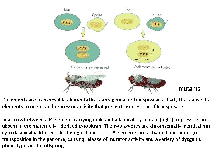 mutants P-elements are transposable elements that carry genes for transposase activity that cause the