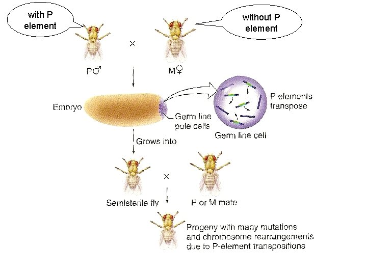 with P element without P element 