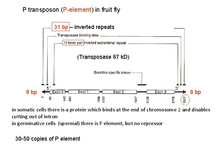 P transposon (P-element) in fruit fly 31 bp – inverted repeats (Transposase 87 k.