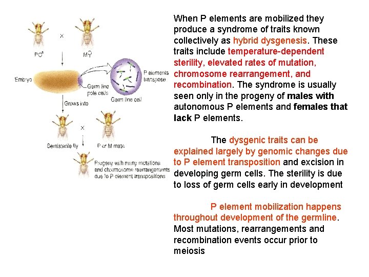 When P elements are mobilized they produce a syndrome of traits known collectively as