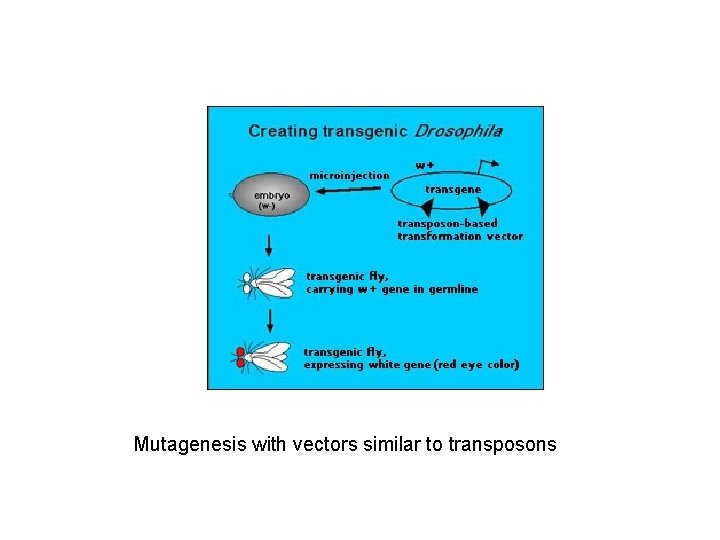 Mutagenesis with vectors similar to transposons 