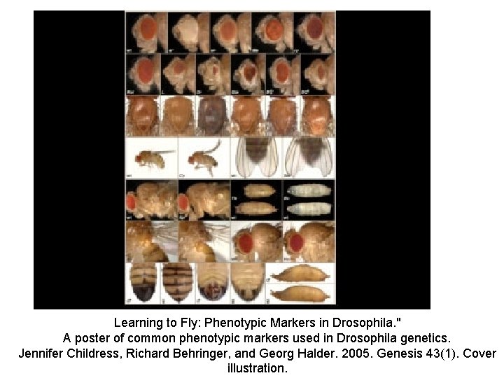 Learning to Fly: Phenotypic Markers in Drosophila. " A poster of common phenotypic markers