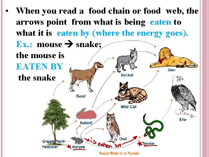  • When you read a food chain or food web, the arrows point
