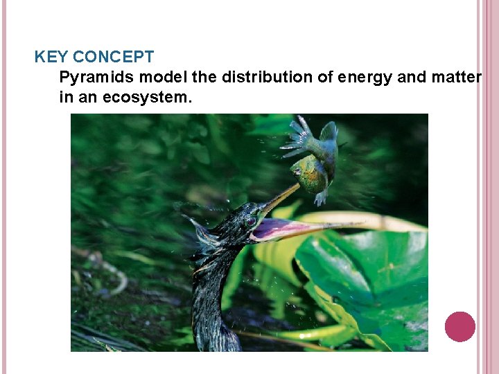 KEY CONCEPT Pyramids model the distribution of energy and matter in an ecosystem. 