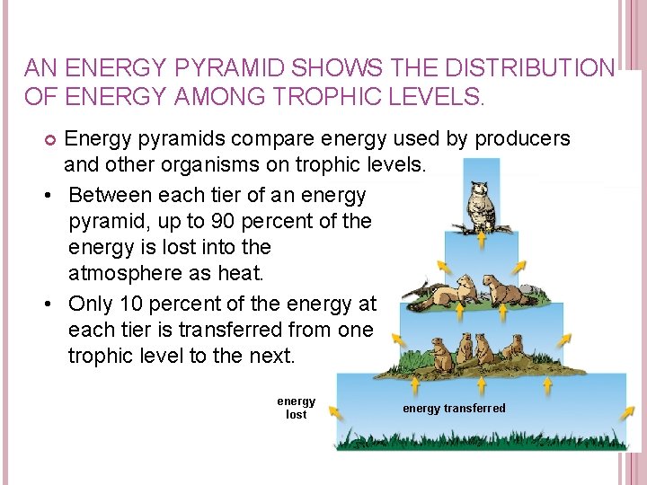 AN ENERGY PYRAMID SHOWS THE DISTRIBUTION OF ENERGY AMONG TROPHIC LEVELS. Energy pyramids compare