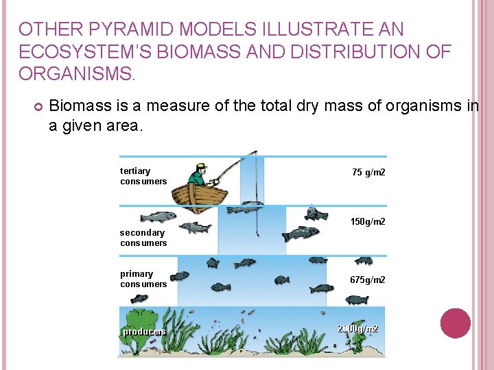 OTHER PYRAMID MODELS ILLUSTRATE AN ECOSYSTEM’S BIOMASS AND DISTRIBUTION OF ORGANISMS. Biomass is a