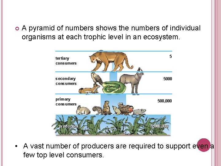  A pyramid of numbers shows the numbers of individual organisms at each trophic