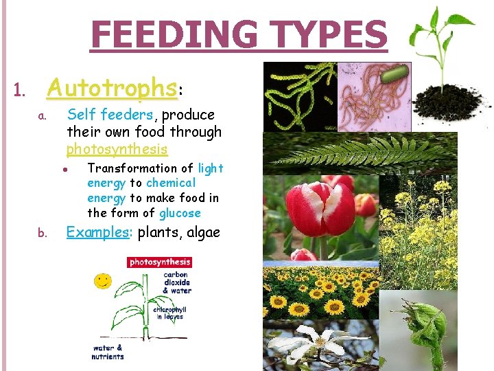 FEEDING TYPES 1. Autotrophs: a. Self feeders, produce their own food through photosynthesis l