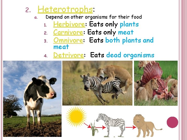 2. a. Heterotrophs: Heterotrophs Depend on other organisms for their food 1. 2. 3.