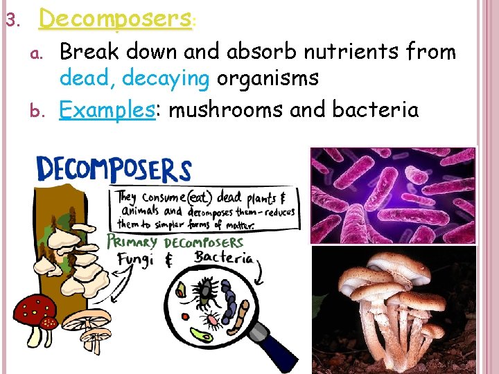 3. Decomposers: Break down and absorb nutrients from dead, decaying organisms b. Examples: mushrooms