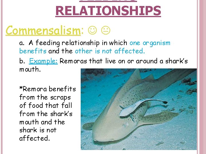 FEEDING RELATIONSHIPS Commensalism: a. A feeding relationship in which one organism benefits and the