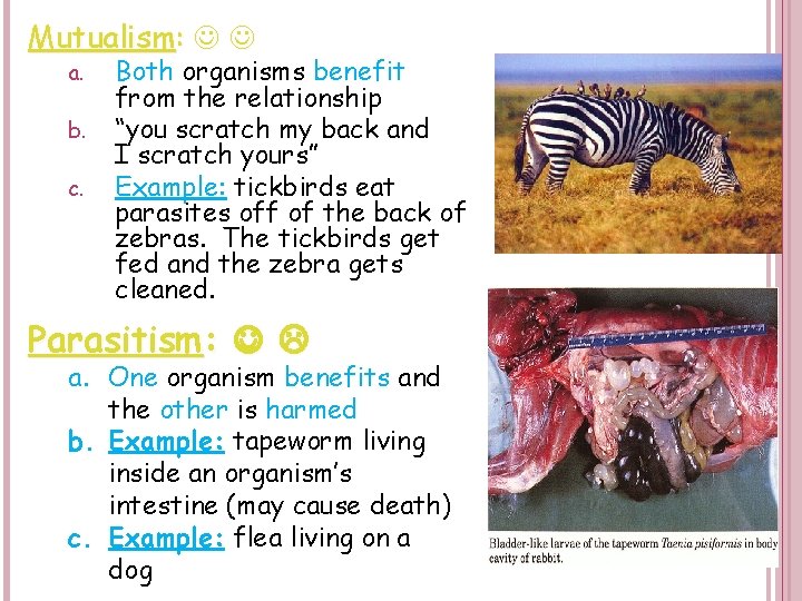 Mutualism: a. b. c. Both organisms benefit from the relationship “you scratch my back