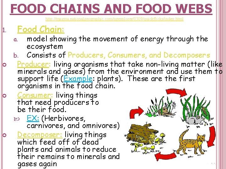 FOOD CHAINS AND FOOD WEBS http: //magma. nationalgeographic. com/ngexplorer/0309/quickflicks/index. html 1. Food Chain: model