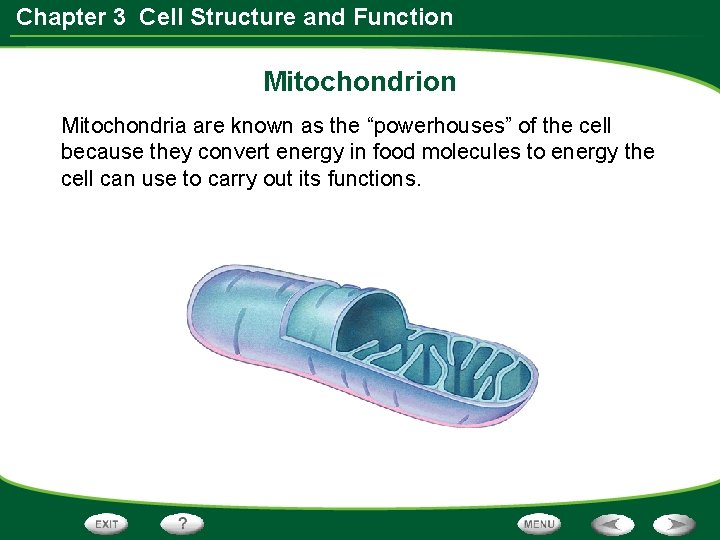 Chapter 3 Cell Structure and Function Mitochondria are known as the “powerhouses” of the Chapter 3 Cell Structure and Function Mitochondria are known as the “powerhouses” of the