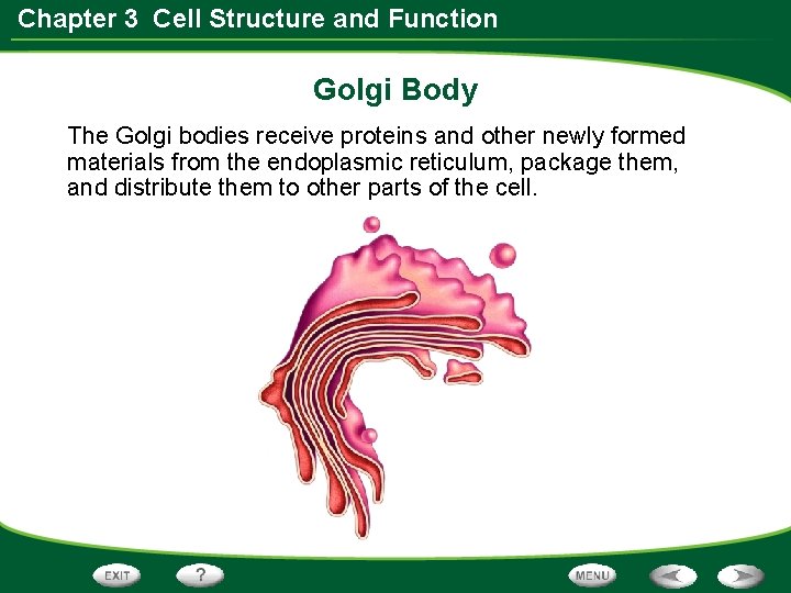 Chapter 3 Cell Structure and Function Golgi Body The Golgi bodies receive proteins and Chapter 3 Cell Structure and Function Golgi Body The Golgi bodies receive proteins and