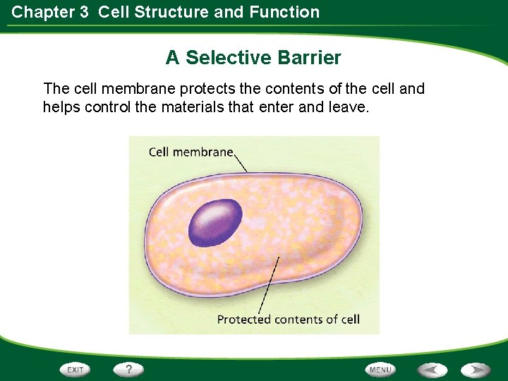 Chapter 3 Cell Structure and Function A Selective Barrier The cell membrane protects the Chapter 3 Cell Structure and Function A Selective Barrier The cell membrane protects the