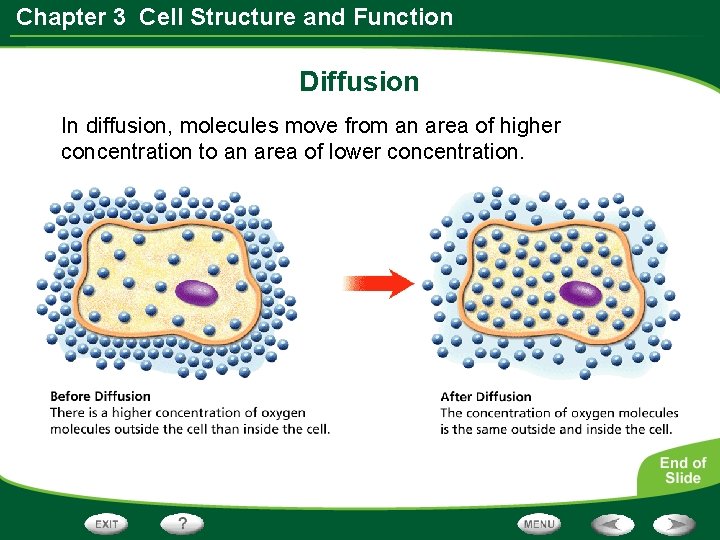 Chapter 3 Cell Structure and Function Diffusion In diffusion, molecules move from an area Chapter 3 Cell Structure and Function Diffusion In diffusion, molecules move from an area