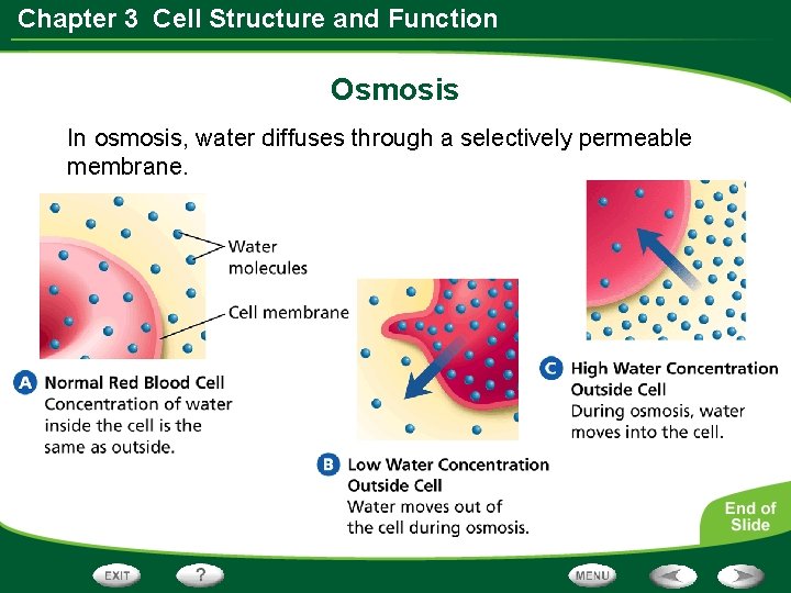 Chapter 3 Cell Structure and Function Osmosis In osmosis, water diffuses through a selectively Chapter 3 Cell Structure and Function Osmosis In osmosis, water diffuses through a selectively