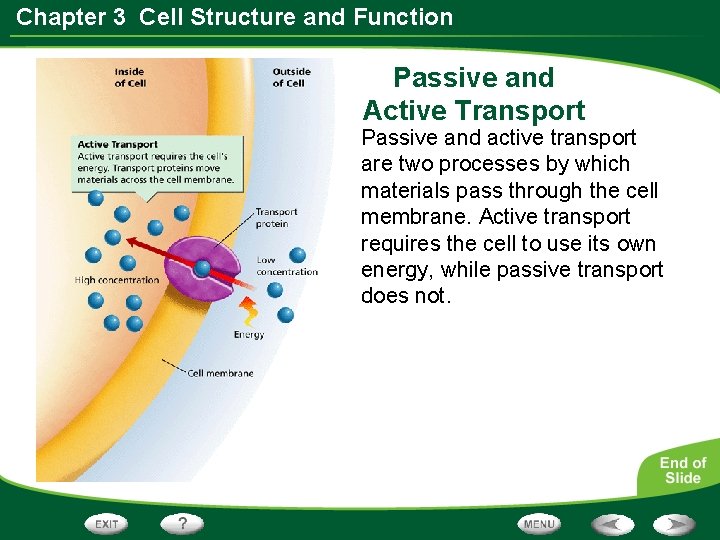 Chapter 3 Cell Structure and Function Passive and Active Transport Passive and active transport Chapter 3 Cell Structure and Function Passive and Active Transport Passive and active transport
