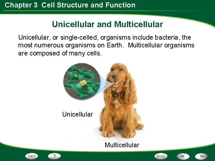 Chapter 3 Cell Structure and Function Unicellular and Multicellular Unicellular, or single-celled, organisms include Chapter 3 Cell Structure and Function Unicellular and Multicellular Unicellular, or single-celled, organisms include