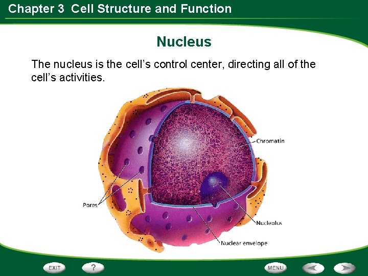 Chapter 3 Cell Structure and Function Nucleus The nucleus is the cell’s control center, Chapter 3 Cell Structure and Function Nucleus The nucleus is the cell’s control center,