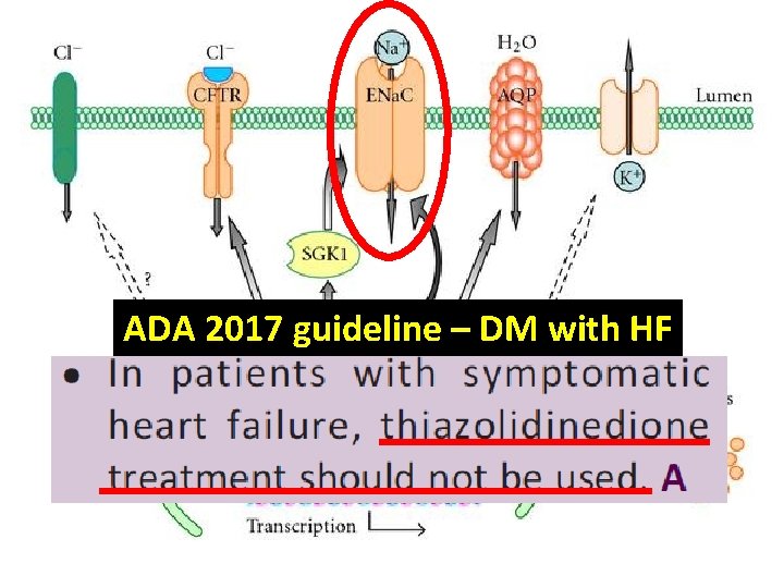 ADA 2017 guideline – DM with HF 