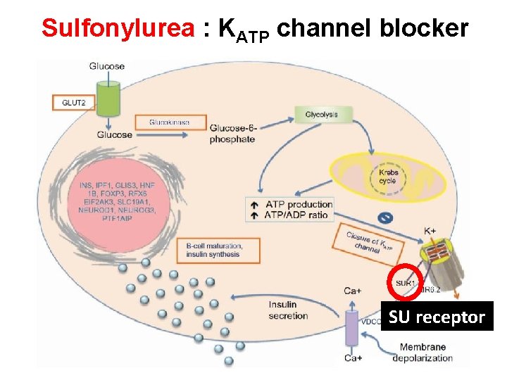 Sulfonylurea : KATP channel blocker SU receptor 