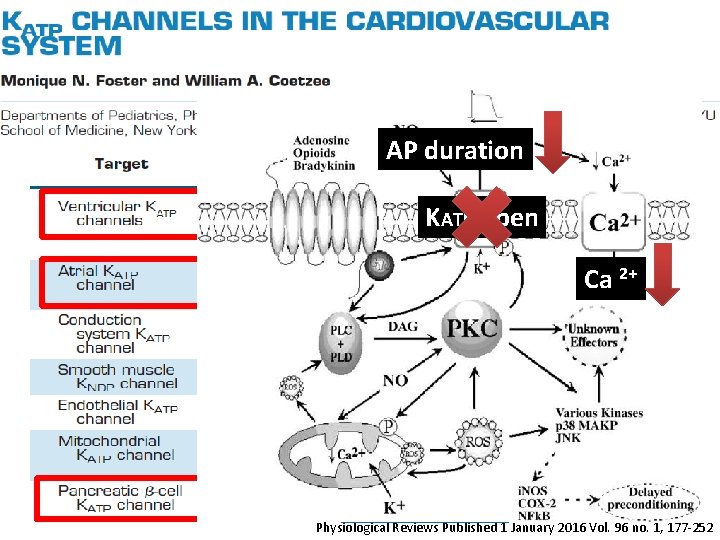 AP duration KATP open Ca 2+ Physiological Reviews Published 1 January 2016 Vol. 96