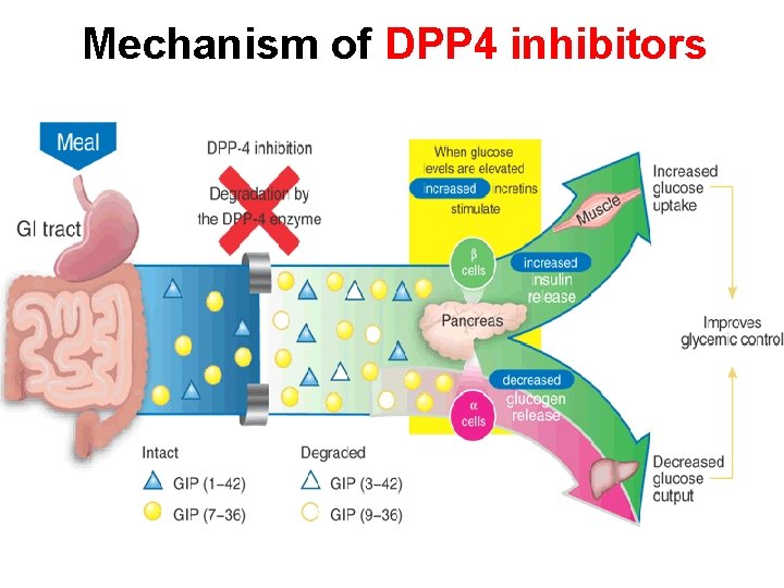 Mechanism of DPP 4 inhibitors 