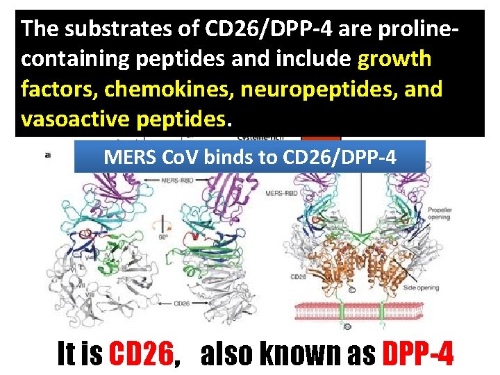 The substrates of CD 26/DPP-4 are prolinecontaining peptides and include growth factors, chemokines, neuropeptides,