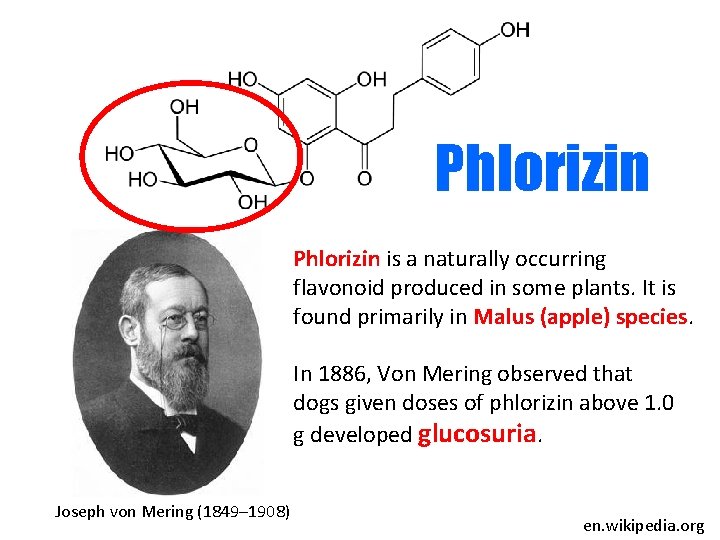 Phlorizin is a naturally occurring flavonoid produced in some plants. It is found primarily