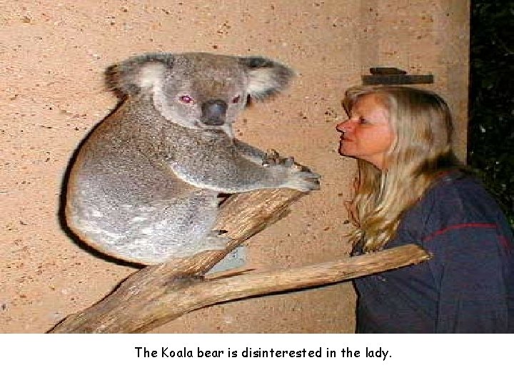 The Koala bear is disinterested in the lady. 