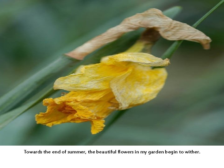 Towards the end of summer, the beautiful flowers in my garden begin to wither.