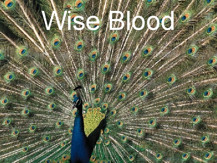 Wise Blood 