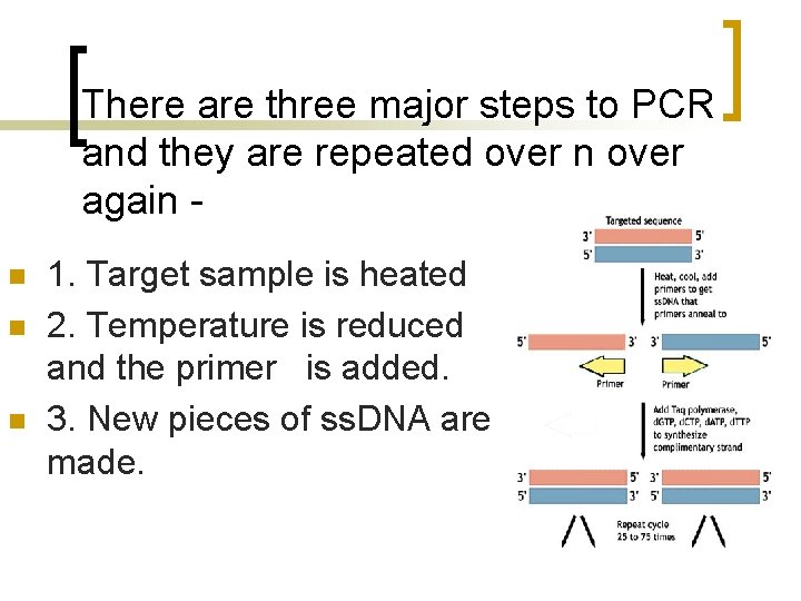 There are three major steps to PCR and they are repeated over n over