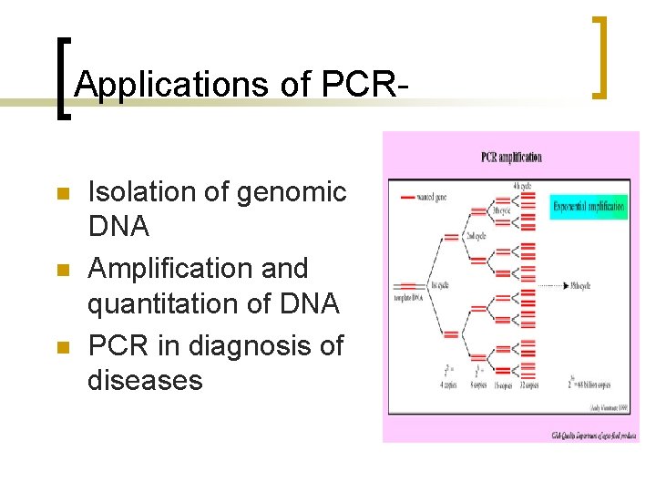 Applications of PCRn n n Isolation of genomic DNA Amplification and quantitation of DNA