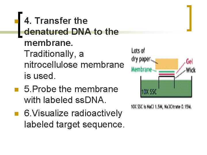n n n 4. Transfer the denatured DNA to the membrane. Traditionally, a nitrocellulose