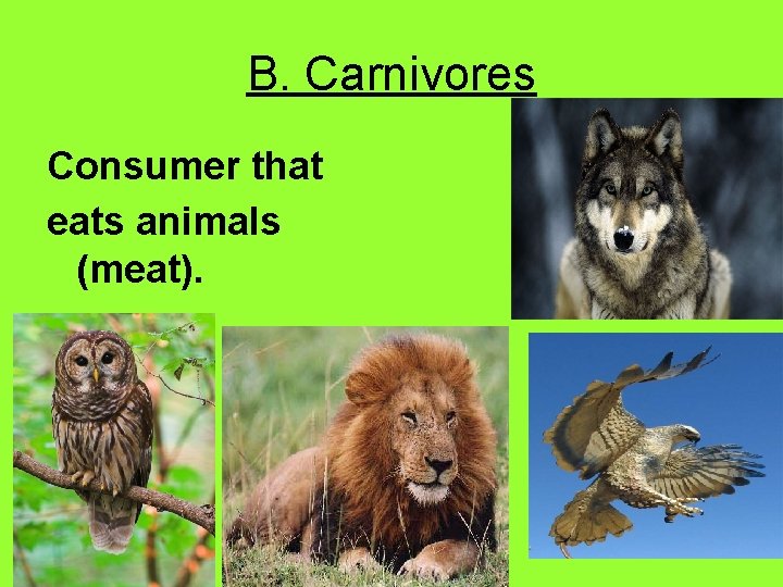 B. Carnivores Consumer that eats animals (meat). 