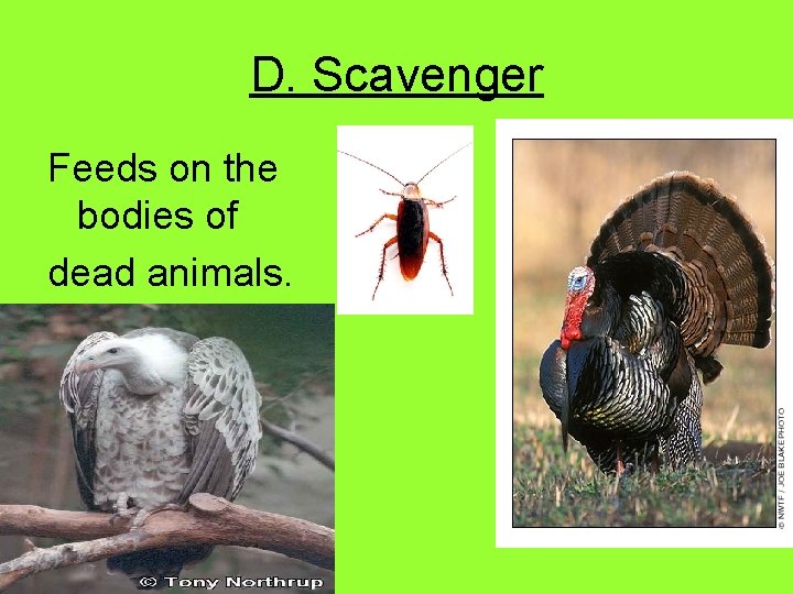 D. Scavenger Feeds on the bodies of dead animals. 