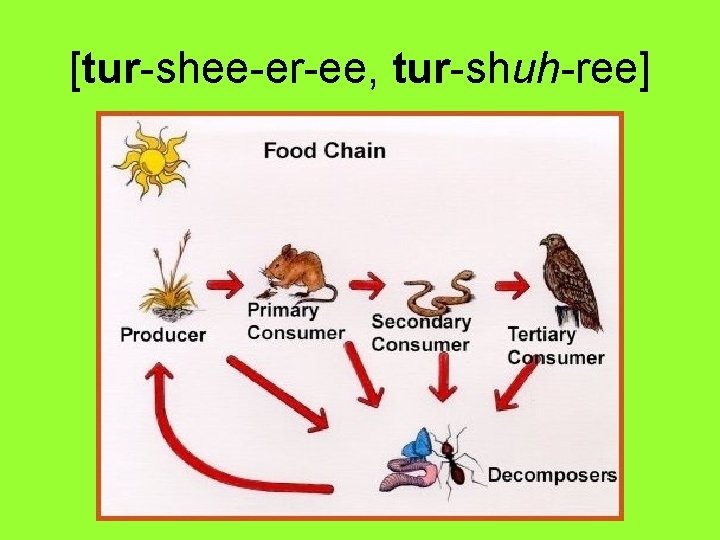 [tur-shee-er-ee, tur-shuh-ree] 