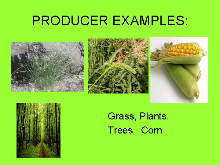 PRODUCER EXAMPLES: Grass, Plants, Trees Corn 