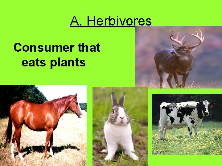 A. Herbivores Consumer that eats plants 