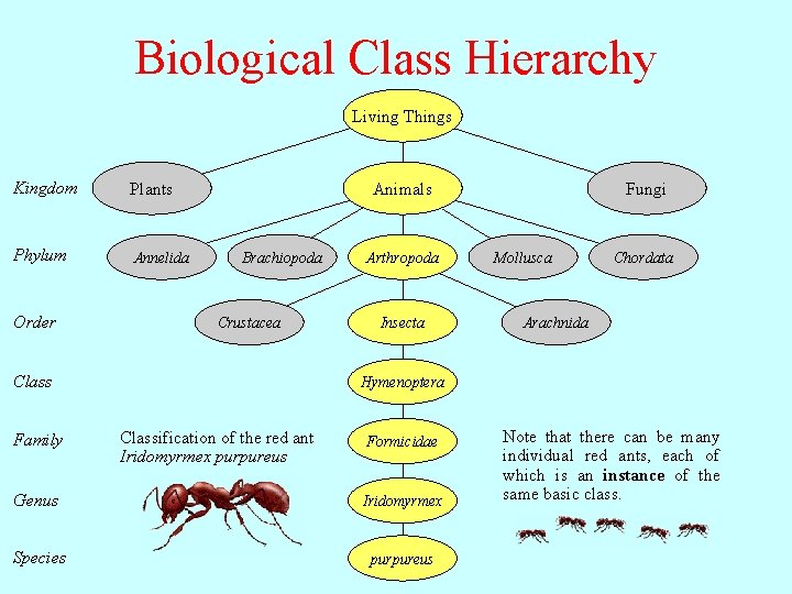 Biological Class Hierarchy Living Things Kingdom Plants Phylum Annelida Order Animals Brachiopoda Crustacea Class