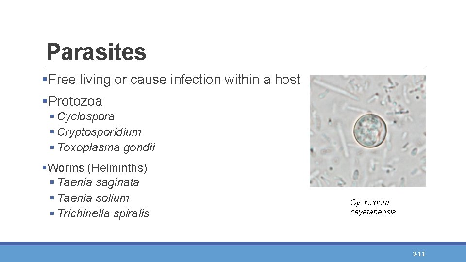 Parasites §Free living or cause infection within a host §Protozoa § Cyclospora § Cryptosporidium