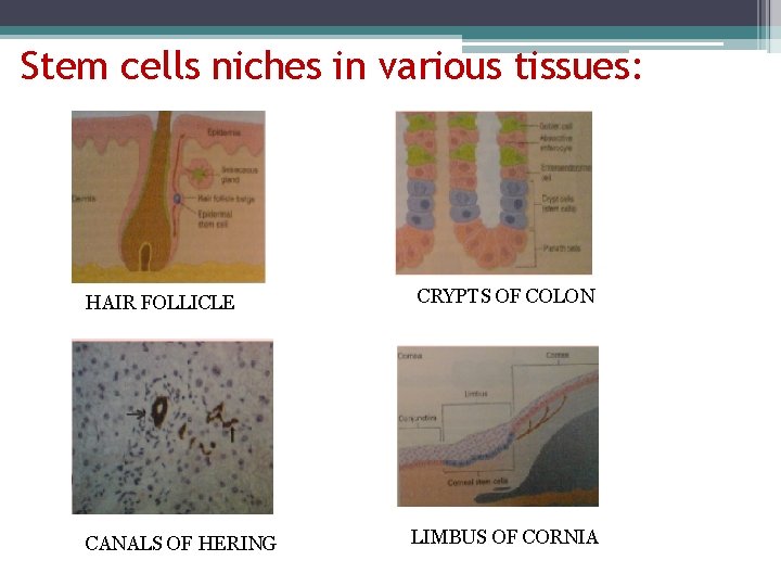 Stem cells niches in various tissues: HAIR FOLLICLE CANALS OF HERING CRYPTS OF COLON